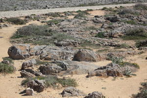 day, eye level view, Faro, Faro, flower, greenery, ground, open space, path, Portugal, rock, rockery, rocks, sand, seascape, shrub, summer, sunlight, sunny, vegetation