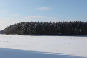 afternoon, bright, coniferous, day, eye level view, Poland, snow, sunny, tree, treeline, Wielkopolskie, winter