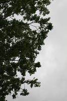 below, branch, day, England, London, natural light, The United Kingdom