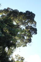 below, day, Madre de Dios, Peru, summer, sunny, tree, tree canopy