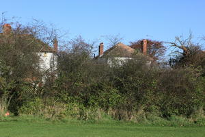 bush, day, England, eye level view, grass, London, natural light, park, sunny, The United Kingdom