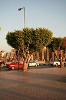 car, day, dusk, East Timor, Egypt, Egypt, eye level view, natural light, street, tree, vegetation