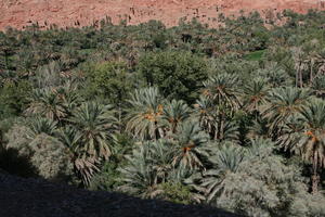 day, desert, direct sunlight, elevated, forest, greenery, landscape, Morocco, natural light, Ouarzazate, outdoors, palm, park, sunlight, sunny, sunshine, tree