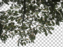 below, branch, broad-leaf tree, broad-leaved tree, cutout, cutout trees, day, diffuse, diffused light, summer