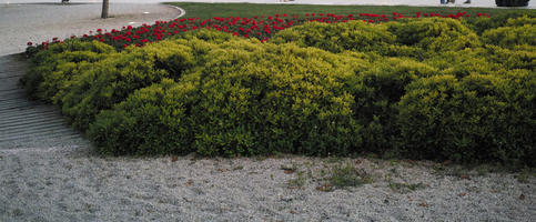 bush, Croatia, day, diffuse, diffused light, eye level view, flower, flowering, garden, shrub, spring, Zadar, Zadarska