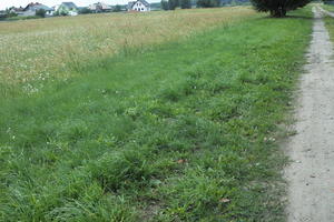 day, diffuse, diffused light, eye level view, grass, grassland, natural light, Poland, summer, Wielkopolskie