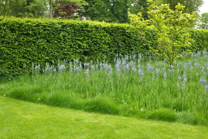 day, England, eye level view, flower, garden, grass, natural light, park, The United Kingdom, Woking