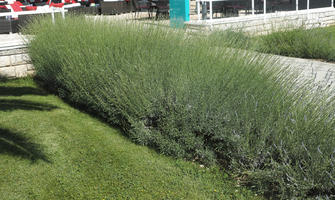 bush, Croatia, day, direct sunlight, eye level view, lavander, shrub, spring, sunny, Zadar, Zadarska