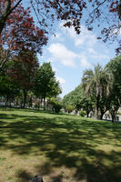 broad-leaf tree, broad-leaved tree, day, eye level view, grass, palm, park, Phoenix canariensis, Porto, Porto, Portugal, shady, spring, sunny