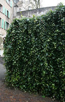 ambient light, day, diffuse, diffused light, eye level view, ivy, natural light, Switzerland, vegetation, wall, winter