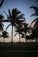 dusk, eye level view, Florida, Miami, palm, park, silhouette, The United States, vegetation, winter