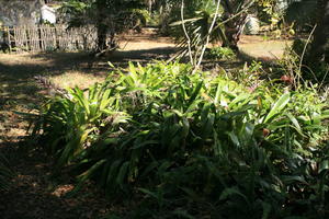 day, eye level view, Florida, Miami, natural light, park, sunny, The United States, tropical, vegetation, winter