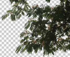 below, branch, broad-leaf tree, broad-leaved tree, cutout, cutout trees, day, diffuse, diffused light, summer