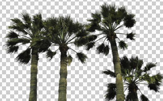 cutout, cutout plants, cutout trees, day, desert fan palm, direct sunlight, evergreen, eye level view, natural light, palm, plant, spring, sub-tropical, sunny, tree, tropical, Washingtonia filifera