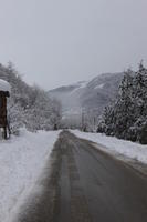 ambient light, day, diffuse, diffused light, eye level view, Italia , morning, natural light, overcast, road, snow, tree, Veneto, winter