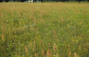 day, diffuse, diffused light, eye level view, grass, grassland, natural light, Poland, summer, Wielkopolskie