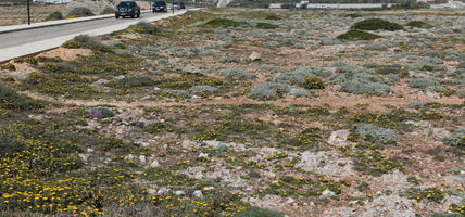 close-up, day, eye level view, Faro, Faro, flower, greenery, ground, open space, path, Portugal, rock, rockery, rocks, seascape, shrub, summer, sunlight, sunny, vegetation, waterfront