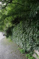 afternoon, Braunschweig, day, Deutschland, eye level view, hedge, natural light, Niedersachsen, park, summer, tree, vegetation