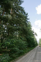 autumn, broad-leaf tree, broad-leaved tree, day, diffuse, diffused light, eye level view, forest, Kopanica, natural light, Poland, road, treeline, Wielkopolskie