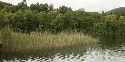 Croatia, day, diffuse, diffused light, eye level view, Karlovacka, lake, natural light, reed, summer, woodland