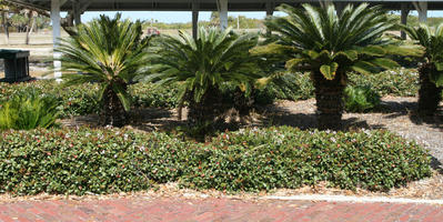 day, evergreen, eye level view, Florida, palm, shrub, summer, sunny, Tampa, The United States