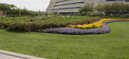 Canada, day, diffuse, diffused light, eye level view, flowered bush, flowering, grass, Ontario, Ottawa, park, summer