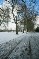 ambient light, Battersea park, day, diffuse, diffused light, England, eye level view, London, natural light, park, snow, The United Kingdom, track, tree, vegetation, winter