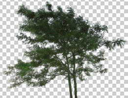 cutout, cutout trees, day, diffuse, diffused light, eye level view, summer, tree