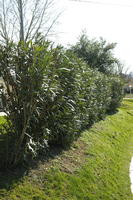 bush, Croatia, day, eye level view, garden, grass, greenery, shrub, Split, Splitsko-Dalmatinska, spring, sunny, vegetation