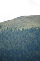 day, eye level view, Graubunden, mountain, natural light, pine, Saint Moritz, Switzerland, tree, vegetation