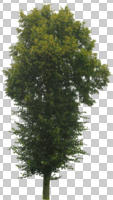 broad-leaf tree, broad-leaved tree, cutout, cutout trees, day, diffuse, diffused light, eye level view, summer