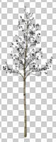 cutout, cutout trees, day, deciduous, diffuse, diffused light, eye level view, spring, young