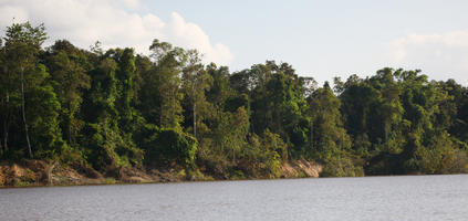 bright, Brunei, day, eye level view, forest, river, summer, sunny, tropical