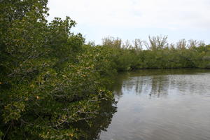 ambient light, day, diffuse, diffused light, eye level view, Florida, mangrove, overcast, river, The United States, winter