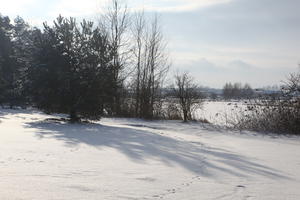 afternoon, bright, coniferous, day, deciduous, eye level view, Poland, snow, sunny, tree, Wielkopolskie, winter