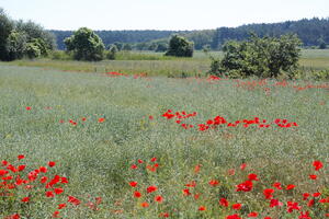 Poland