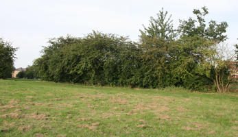 day, England, eye level view, grass, London, park, shrub, summer, sunny, The United Kingdom