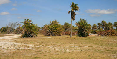 bush, day, eye level view, Florida, grass, palm, park, sunny, Tampa, The United States, tree