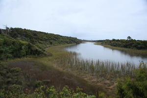 day, eye level view, overcast, reed, river, summer, sunlight, sunny, sunshine