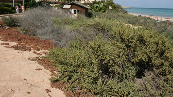 Canarias, day, direct sunlight, eye level view, Las Palmas, shrub, shrubland, Spain, spring, sunny