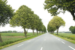 broad-leaf tree, broad-leaved tree, day, deciduous, eye level view, France, natural light, road, spring, tree