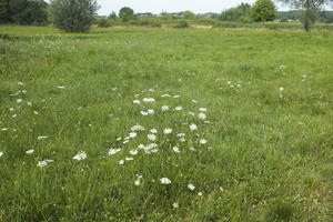 Croatia, day, direct sunlight, eye level view, grass, summer, sunny