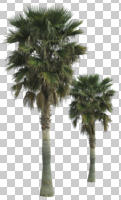 cutout, cutout plants, cutout trees, day, evergreen, eye level view, Mexican fan palm, natural light, palm, plant, spring, sub-tropical, sunny, tree, tropical, Washingtonia robusta