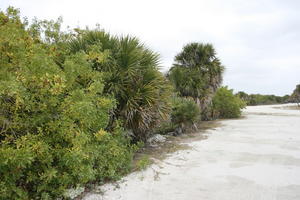 ambient light, beach, day, diffuse, diffused light, eye level view, Florida, overcast, palm, The United States, tropical, vegetation, winter