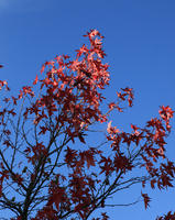 below, branch, day, England, leaf, London, natural light, park, sunny, The United Kingdom, tree