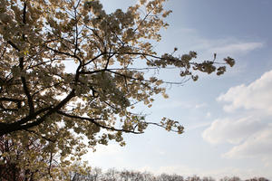 below, blooming, blossom, branch, day, deciduous, England, London, spring, sunny, The United Kingdom, tree