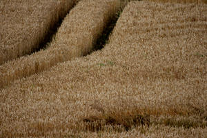 Bourgogne, crop, day, Dijon, elevated, field, France, natural light