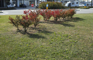 autumn, bush, day, direct sunlight, eye level view, garden, greenery, morning, plant, shrub, sunlight, sunny, vegetation