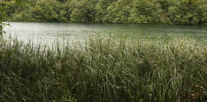 Croatia, day, diffuse, diffused light, eye level view, Karlovacka, lake, natural light, reed, summer, woodland