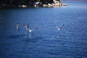 animal, bird, Croatia, day, eye level view, seascape, summer